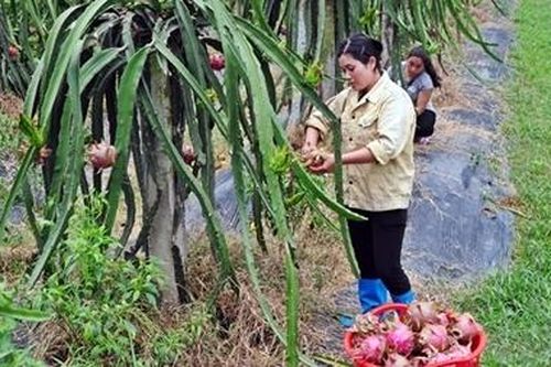Vĩnh Phúc - Nông thôn mới gắn với sản phẩm đặc trưng