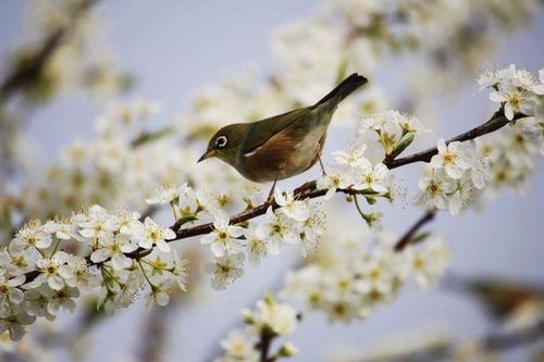 Ngày Xuân và Đức Hiếu Sinh