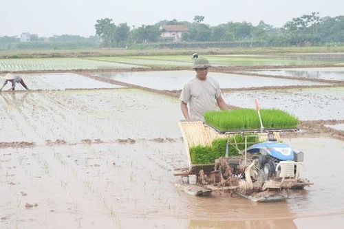 Mạ khay máy cấy giúp tăng năng suất lúa từ 10 - 15%