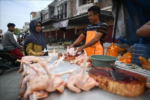 Nông dân Indonesia 'điêu đứng' vì gia cầm mất giá