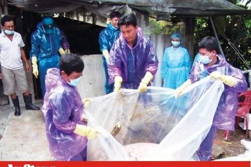 Long Xuyên: Tiêu hủy 635 con heo bệnh