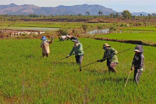 Krông Pa: Đẩy nhanh gieo trồng vụ mùa