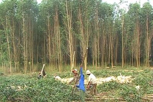 Giá keo giảm còn 1,24 triệu đồng/tấn