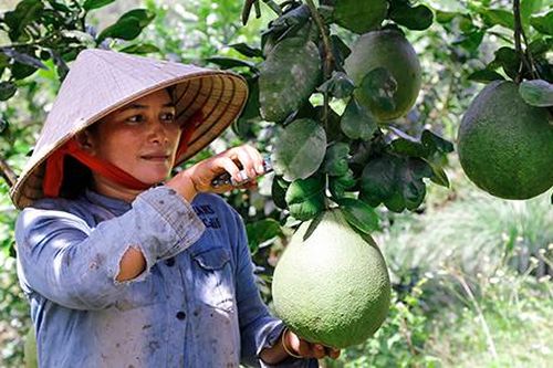 Chuyển đổi gần 1.000ha cây trồng kém hiệu quả