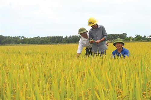 Khi cấp ủy vào cuộc phát triển kinh tế