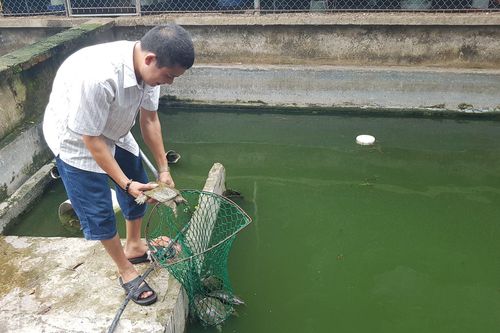 Lựa chọn vật nuôi phù hợp để phát triển kinh tế gia đình
