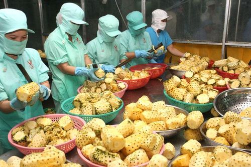 Nông sản Việt trước các hiệp định thương mại tự do: Chủ động đón cơ hội lớn