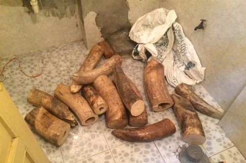 Bắt 9X vận chuyển, tàng trữ trái phép hơn 200 kg ngà voi