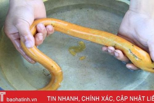 Nông dân Nghi Xuân bắt được lươn vàng, thương lái hỏi mua 10 triệu đồng