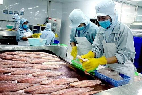Xuất khẩu cá tra vào EU: Bứt phá ngoạn mục?