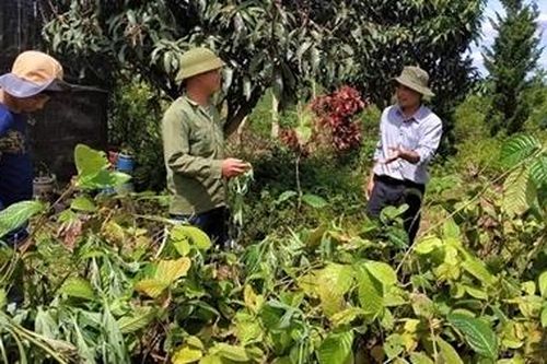 Một cá nhân tặng 3.000 cây trà hoa vàng quý hiếm cho Trường ĐH Đà Lạt