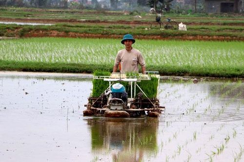 Tập trung gieo cấy, chăm sóc vụ mùa