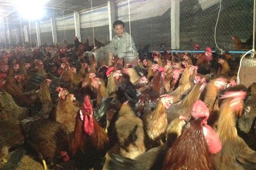 Chăn nuôi an toàn sinh học: Giải pháp hữu hiệu phòng, chống dịch bệnh
