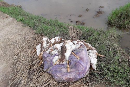 Thái Bình: Dịch tả lợn chưa qua, cúm gia cầm đã tới