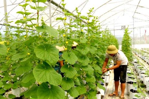 Toàn tỉnh có 47 doanh nghiệp, hợp tác xã đầu tư sản xuất nông nghiệp công nghệ cao