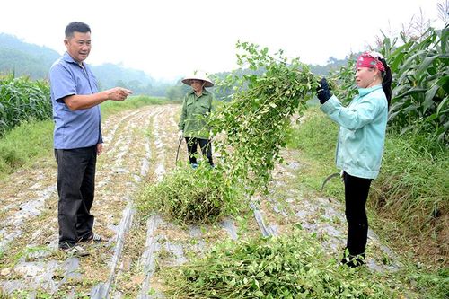 Sơn Dương đưa giống cây trồng mới vào sản xuất
