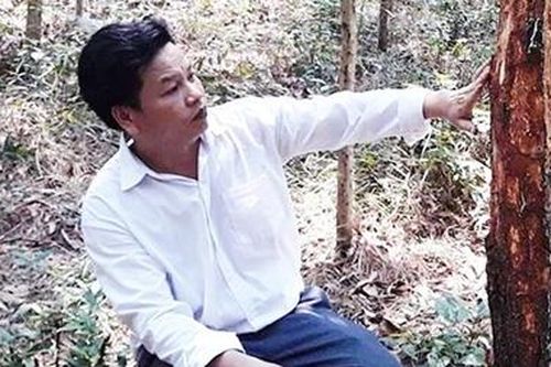 Cần ngăn chặn hành vi phá hoại rừng thông đặc dụng