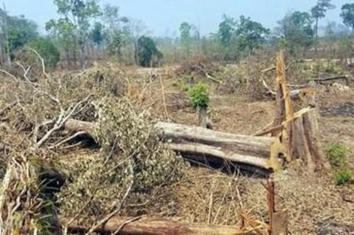 Kỷ luật 6 cán bộ liên quan đến rừng bị tàn phá