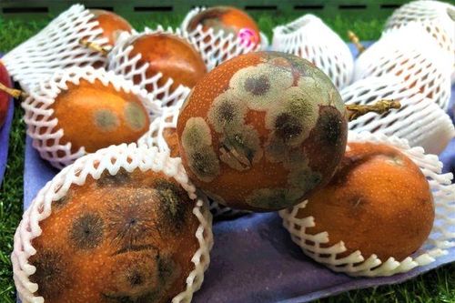 Kiệt tác si hóa thạch giá hơn 10 cây vàng; Vảy cá miền Tây đắt hàng, giá cao không tưởng