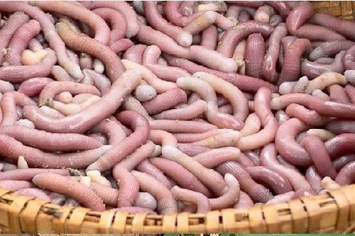 Hà Nội: Nam thanh niên nhập viện nghi ngộ độc sau khi ăn sá sùng
