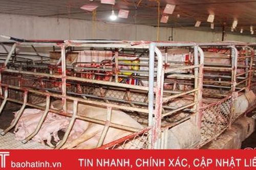 Dịch tả lợn châu Phi hoành hành: (Bài 2) 'Lửa thử' ngành chăn nuôi Hà Tĩnh