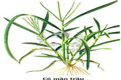 Cỏ mần trầu tiêu viêm, trừ thấp