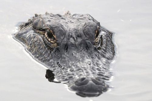 Tìm thấy thi thể người trong bụng cá sấu ở Florida