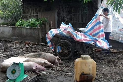 Sóc Trăng tiêu hủy hơn 219 tấn lợn nhiễm bệnh dịch tả lợn châu Phi