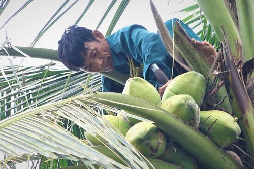 Trèo cây hái dừa kiếm gần triệu đồng mỗi ngày trong đợt nắng nóng