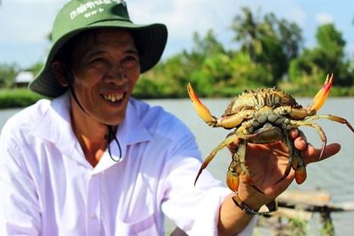 Nhãn hiệu 'cua biển Năm Căn - Cà Mau' bị xâm phạm