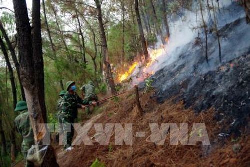 Cháy trên 100 ha rừng tại các tỉnh miền Trung