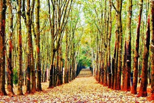 Gỗ cao su gặp khó với chuẩn FSC