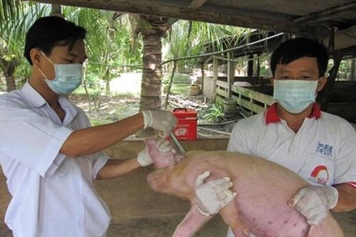 Nghiên cứu vaccine dịch tả lợn châu Phi bước đầu rất khả quan