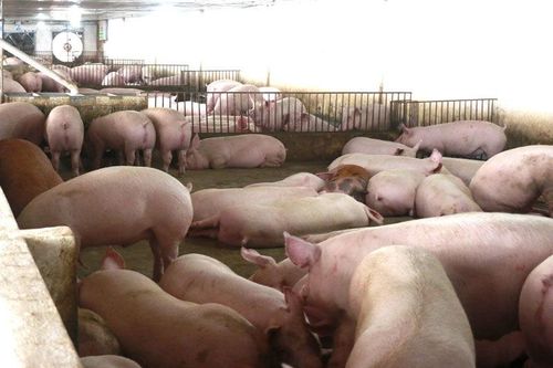 Vắc xin phòng dịch tả lợn: Bước đầu thành công trong phòng thí nghiệm