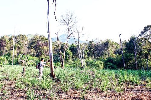 Giao khoán bảo vệ rừng cho hộ dân