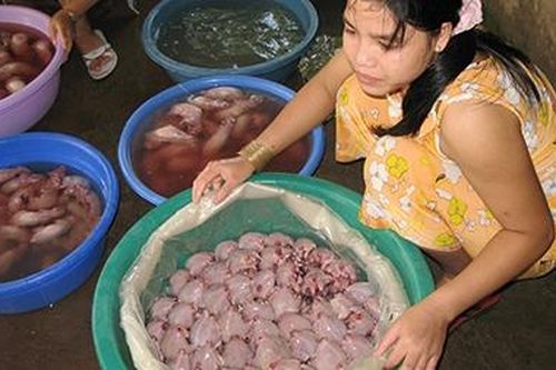Miền Tây mùa săn chuột