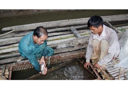 Nuôi cá lồng đặc sản ở Tuyên Quang