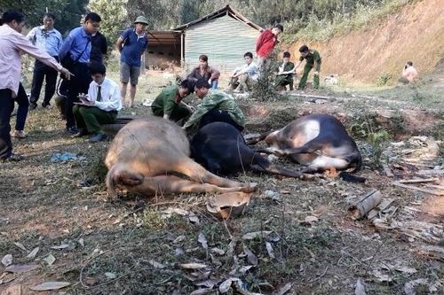 Bắc Cạn tiếp thu phản ánh phát hiện chất độc xyanua