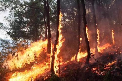 Hơn một tháng, Nghệ An xảy ra 11 vụ cháy rừng, thiệt hại hơn 53 ha