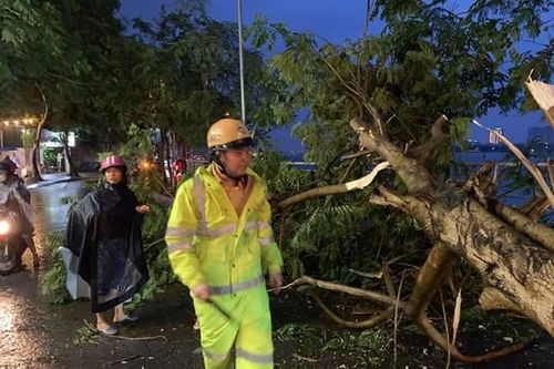 Hà Nội: Cây bật gốc đổ trúng hai phụ nữ