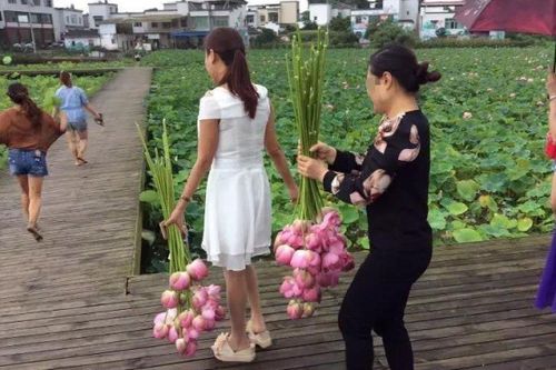 Công viên Trung Quốc đóng cửa vì người dân bẻ trụi hoa sen