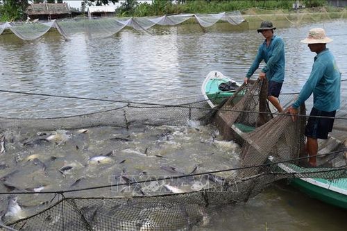 Thua lỗ nặng do giá cá tra giống xuống thấp