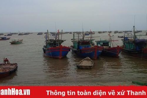 Tổ chức sắp xếp, hướng dẫn tàu thuyền neo đậu ứng phó với cơn bão số 2
