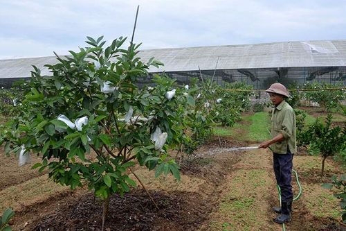 Tái cơ cấu để phát triển nông nghiệp bền vững