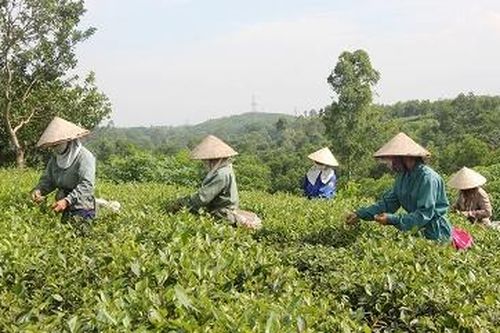 Nâng cao giá trị sản xuất chè xanh chất lượng cao