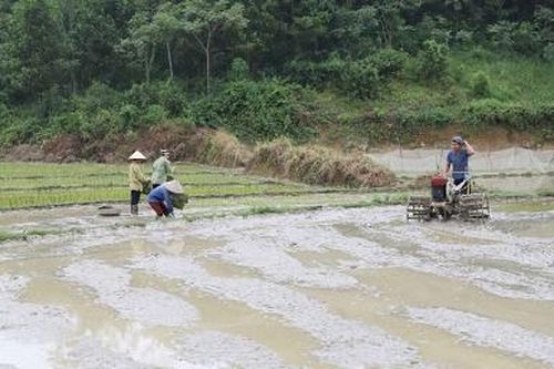 Yên Lập tập trung sản xuất vụ mùa