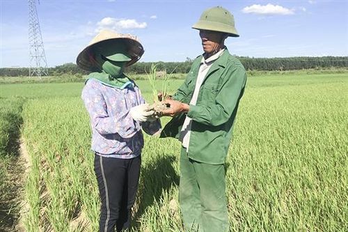 Tăng cường chống hạn cho cây trồng