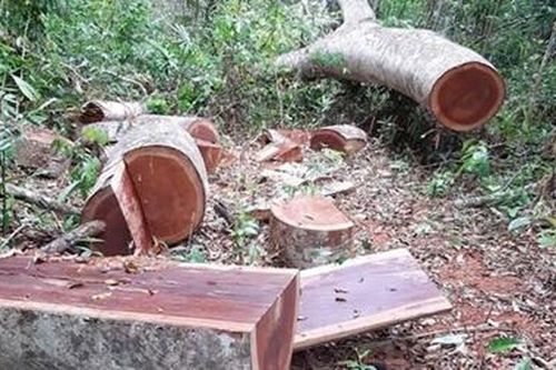 Thu hồi gần 1 tỷ đồng tiền sai phạm tại Ban Quản lý RPH Bắc Ia Grai