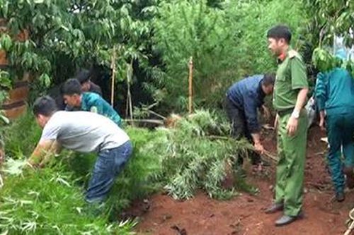 Vườn cần sa xen lẫn trong rẫy cà phê