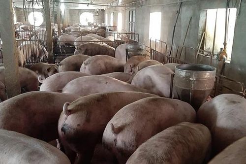 Sẽ có hướng dẫn mới trong phòng chống Dịch tả lợn châu Phi